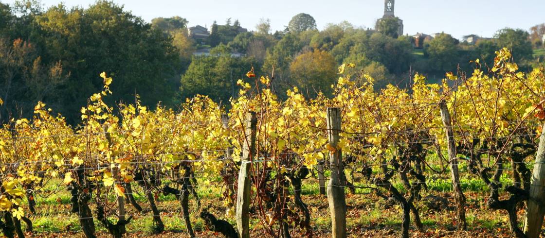 Weinregion Frankreich