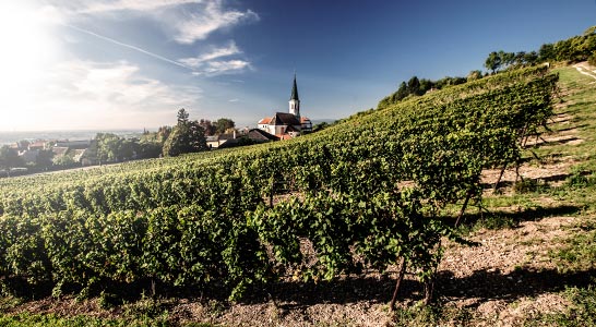Weinregion Österreich